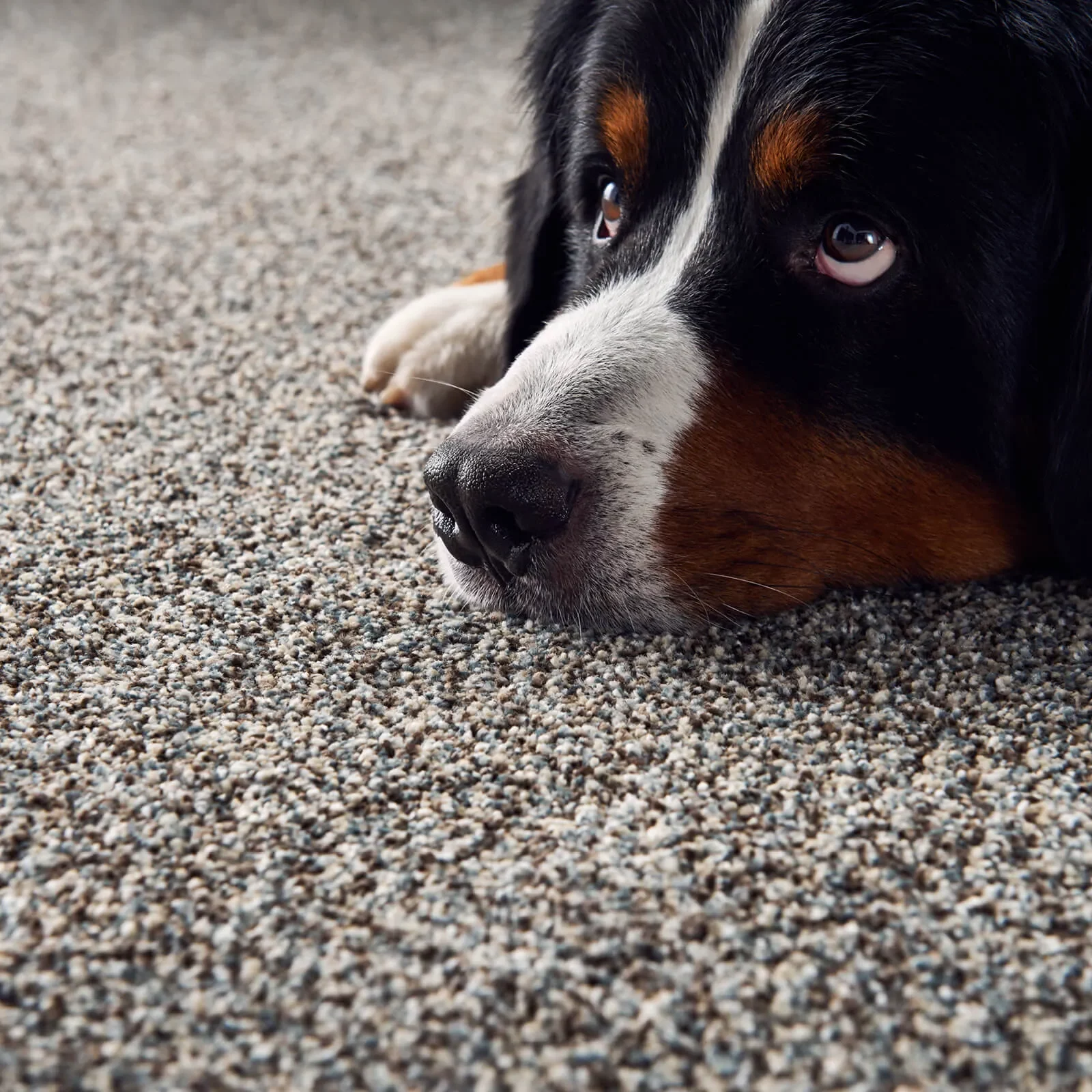 Pet friendly flooring | Vic's Carpet & Flooring